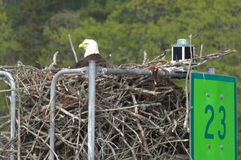 Bald-Eagle