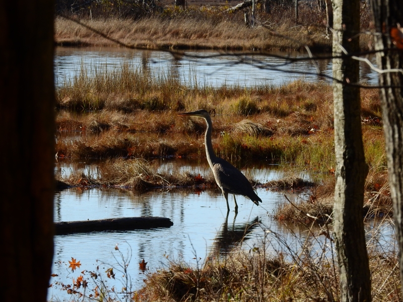 BlueHeron