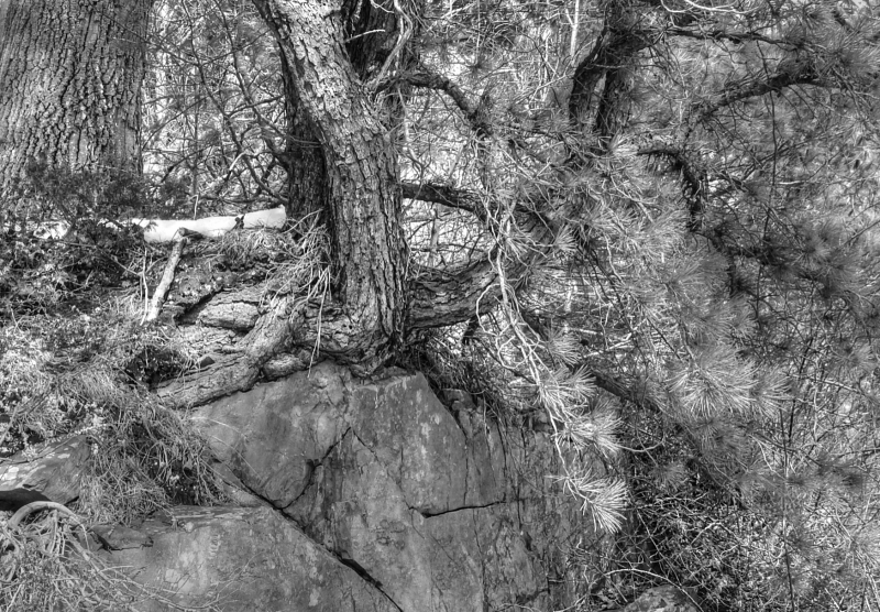 Knotty-Tree