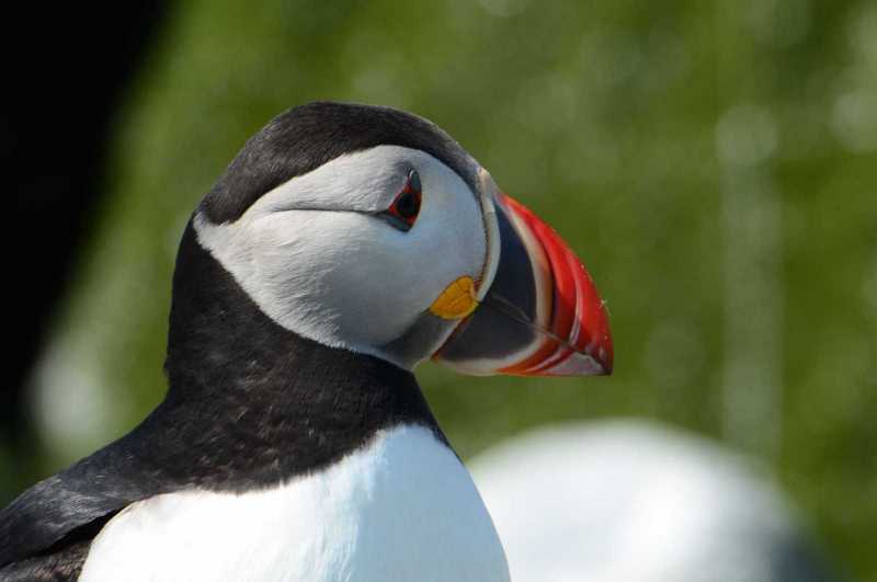 puffin6