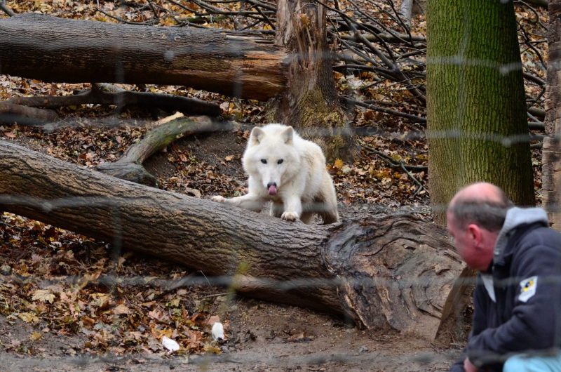 Artic-Wolf-Feeding2-scaled